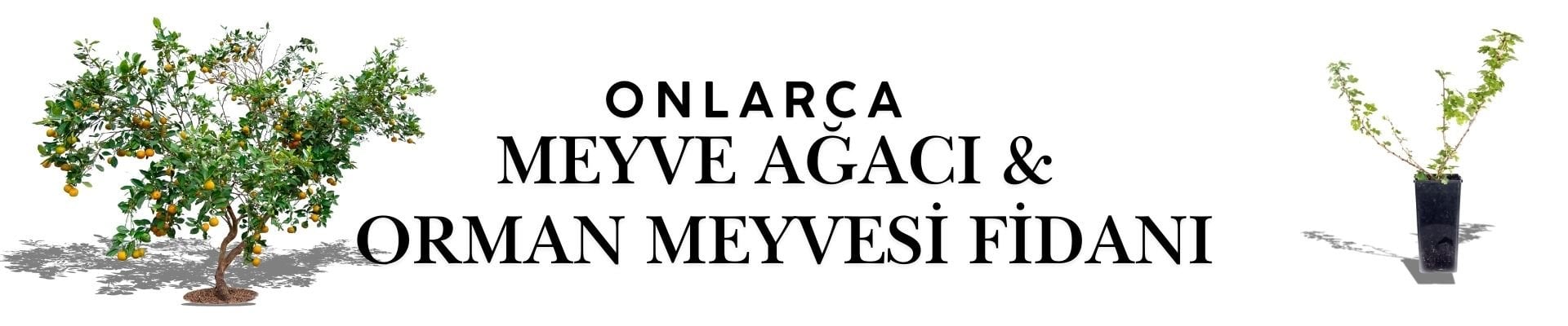 Ağaç banner
