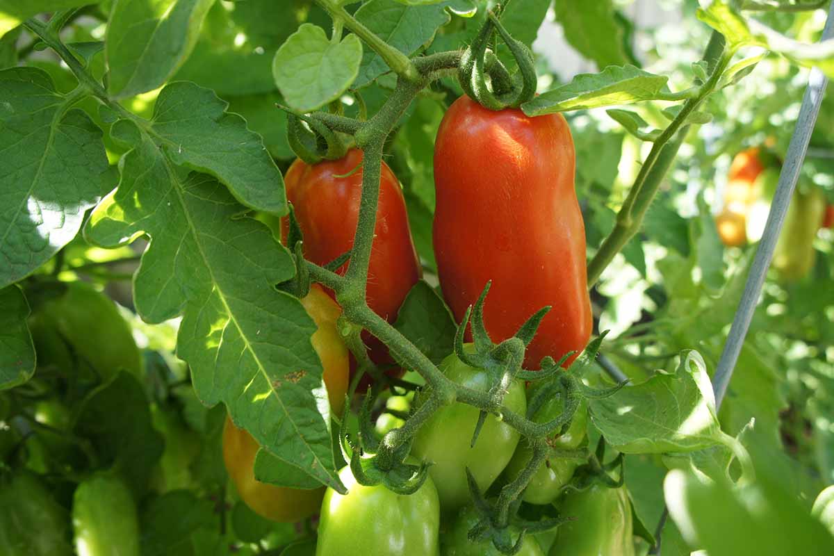 San Marzano domates fidesi bahçede büyüyor