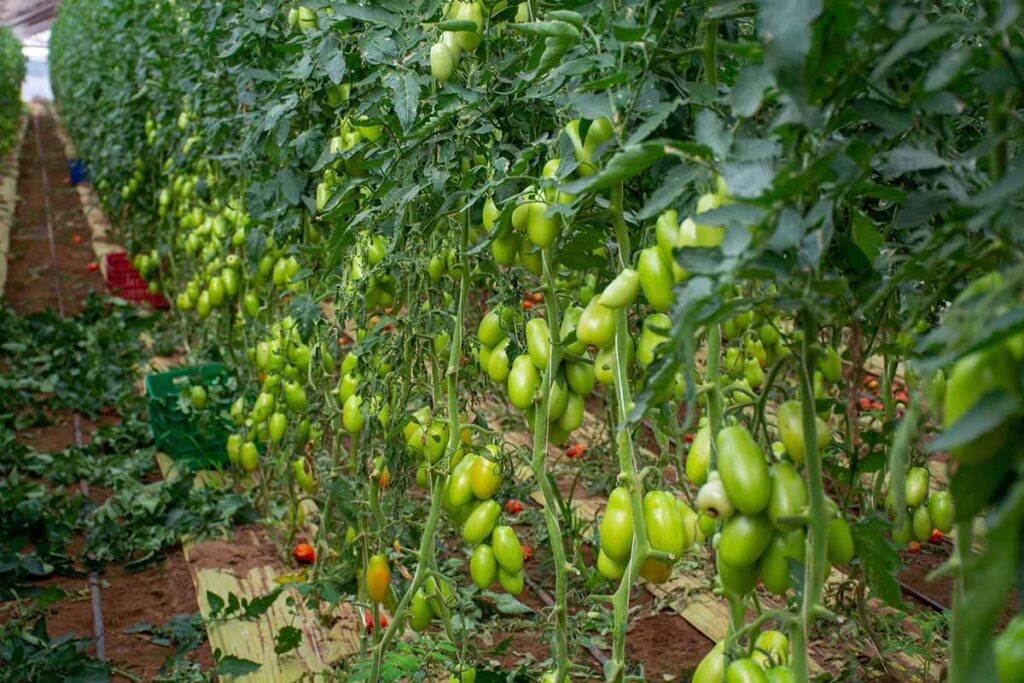San Marzano domates fidesi dikim