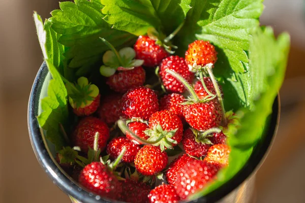 Ortaboy alp çileği fidesi — Fragaria vesca var. alpina kırmızı meyveler