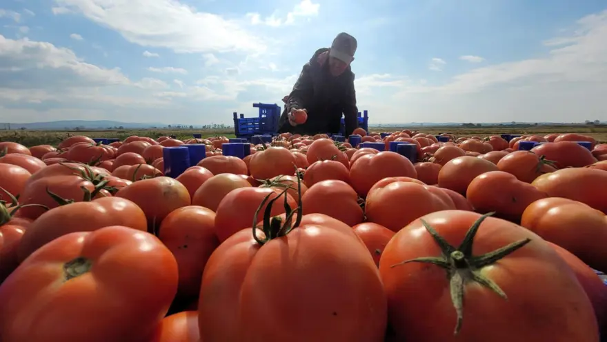 Çanakkale kırmızı oturak domates olgun meyve