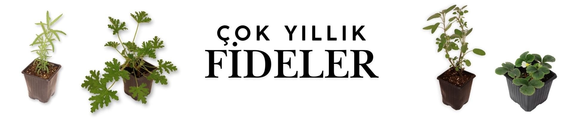 Çok yıllık fideler