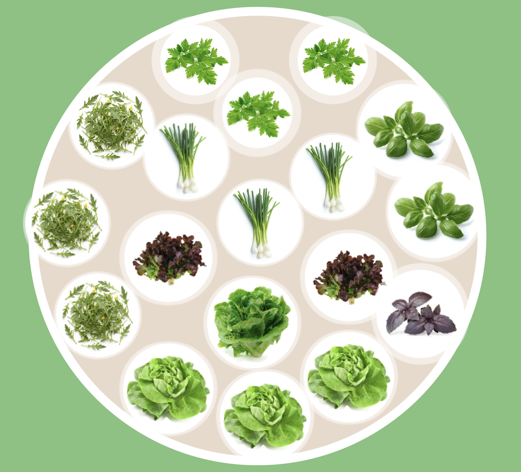 Mini Salata Bahçesi Dikim Planı — hangi fide nereye dikileceğini gösteren yerleşim şeması