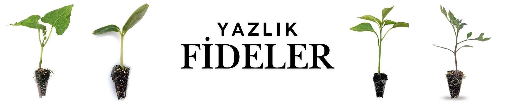 Yazlık fideler