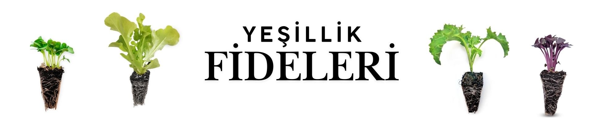 Yeşillik fideleri