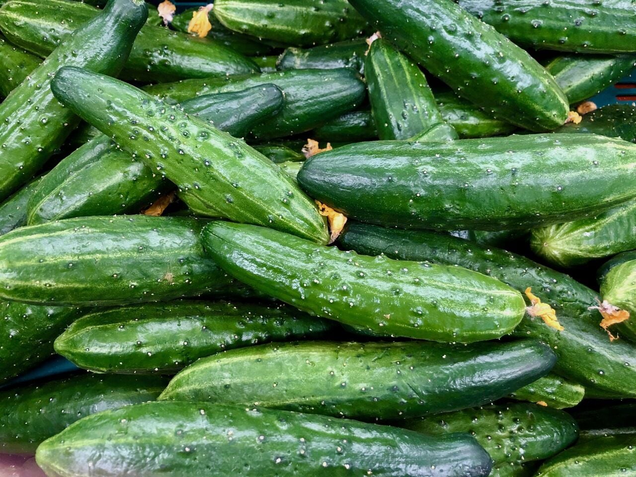 Karadeniz Dikenli Salatalık Fidesi: Büyükannenizin Turşusundaki O Lezzet