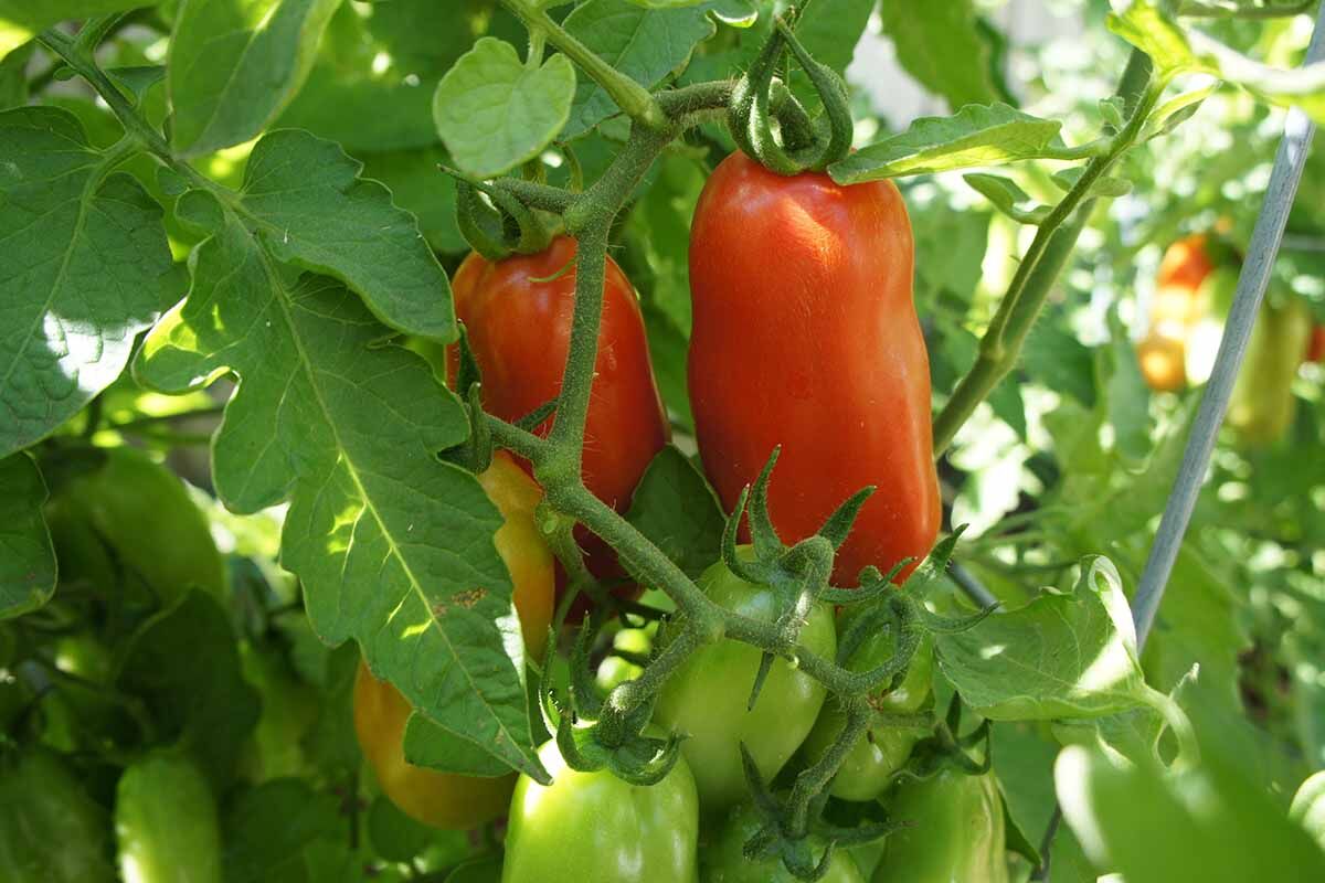 San Marzano Domates Fidesi: Bahçenizde İtalyan Lezzeti