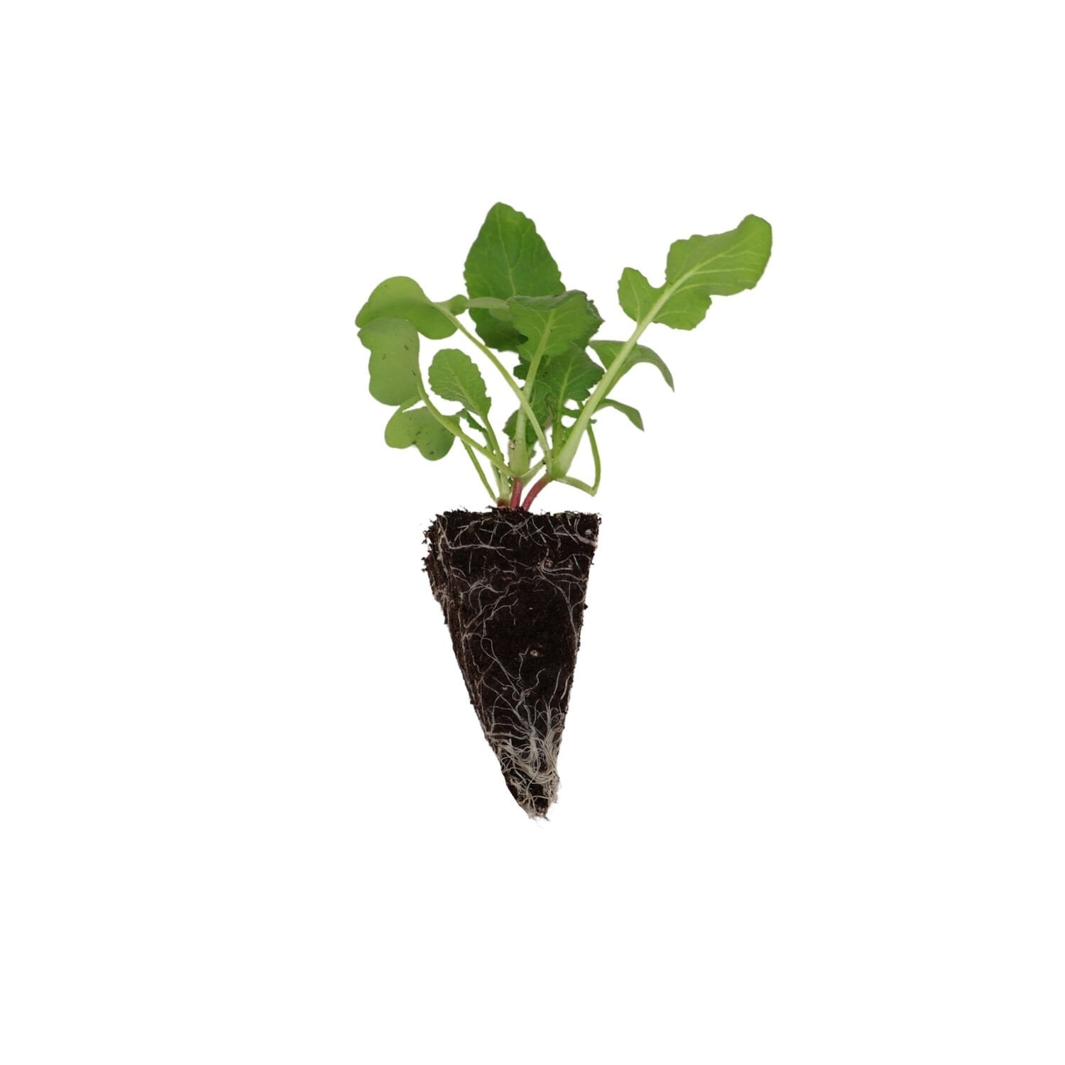 Mini / fındık turp fidesi