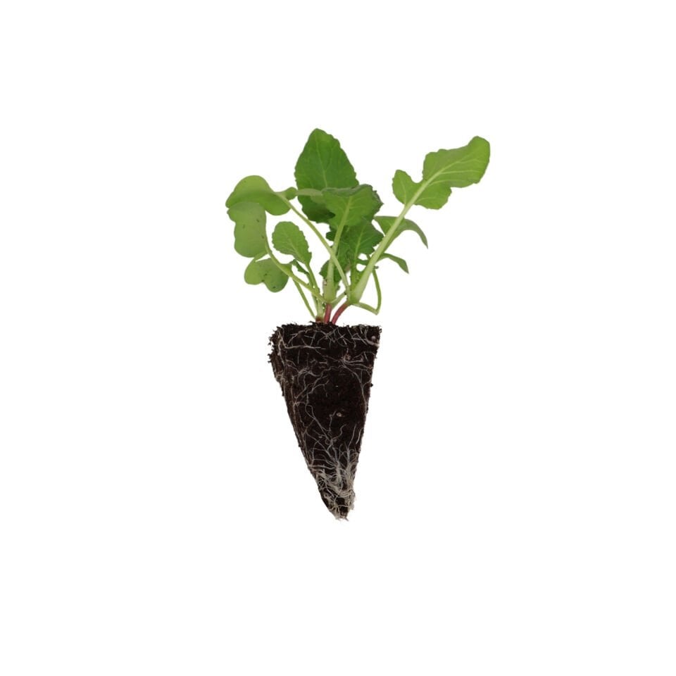 Mini / fındık turp fidesi