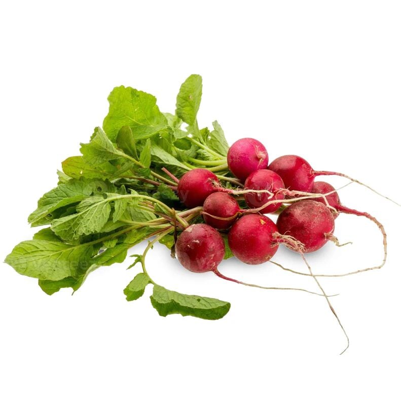 Mini / fındık turp fidesi