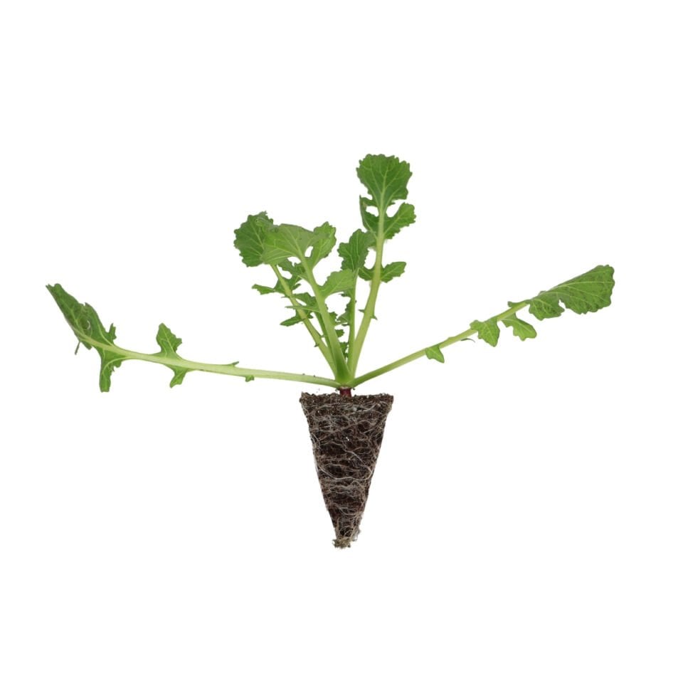 Kırmızı büyük turp fidesi