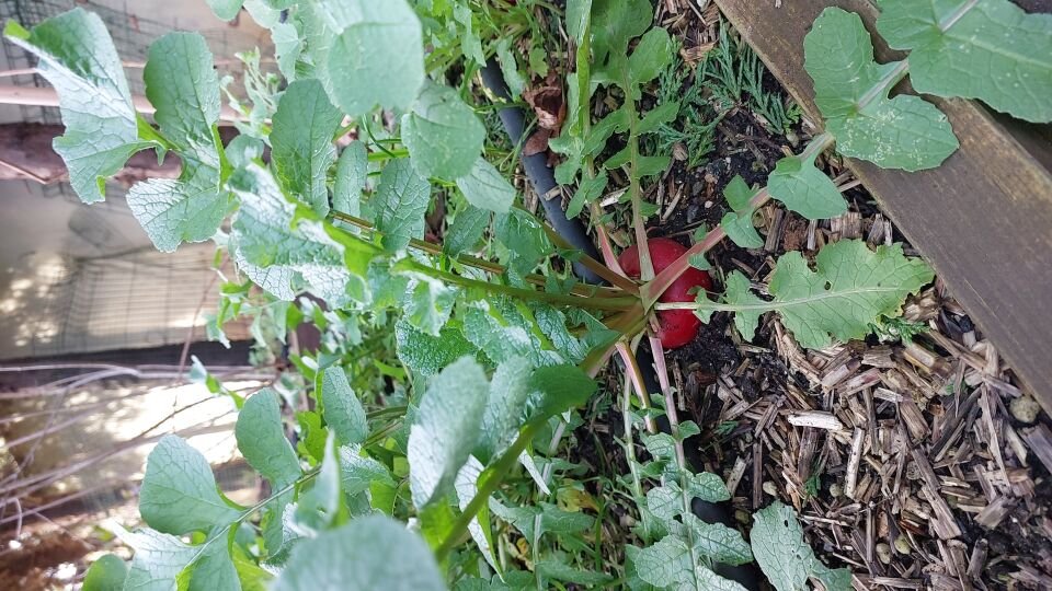 Kırmızı büyük turp fidesi