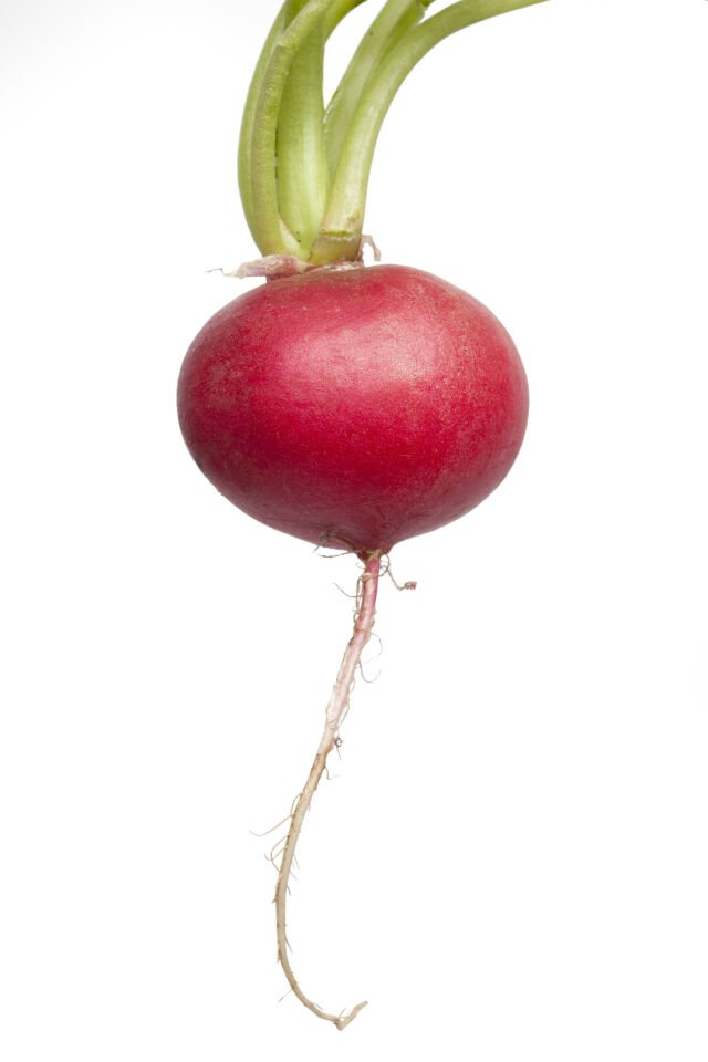 Kırmızı büyük turp fidesi
