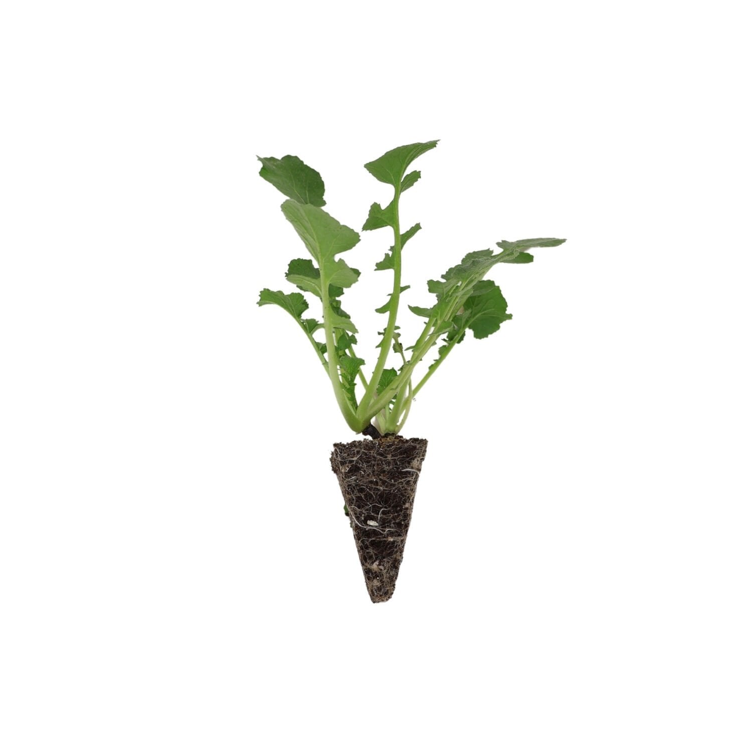 Siyah / kara turp fidesi