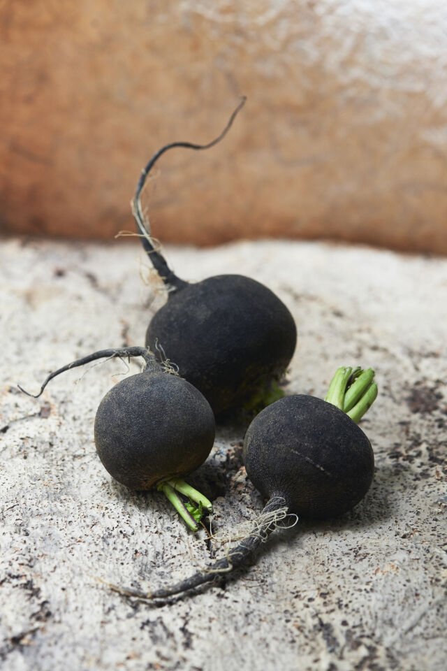 Siyah / kara turp fidesi