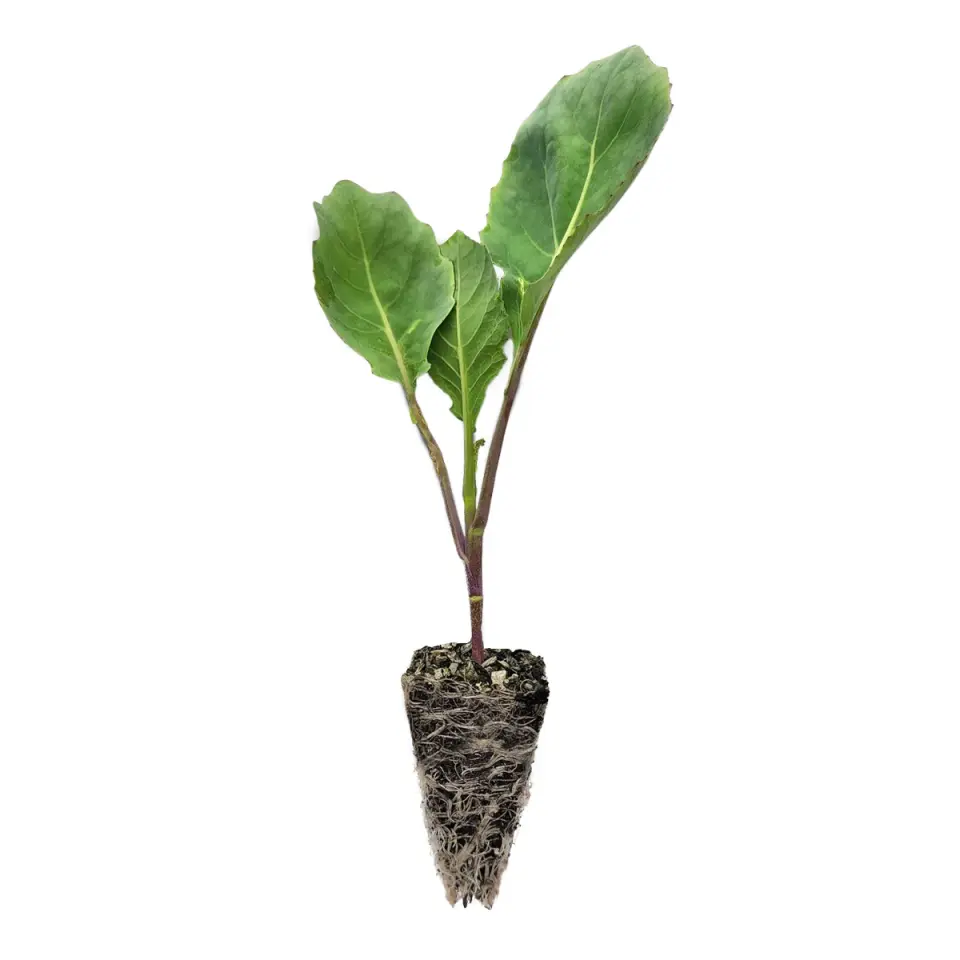 Piramit karnabahar fidesi