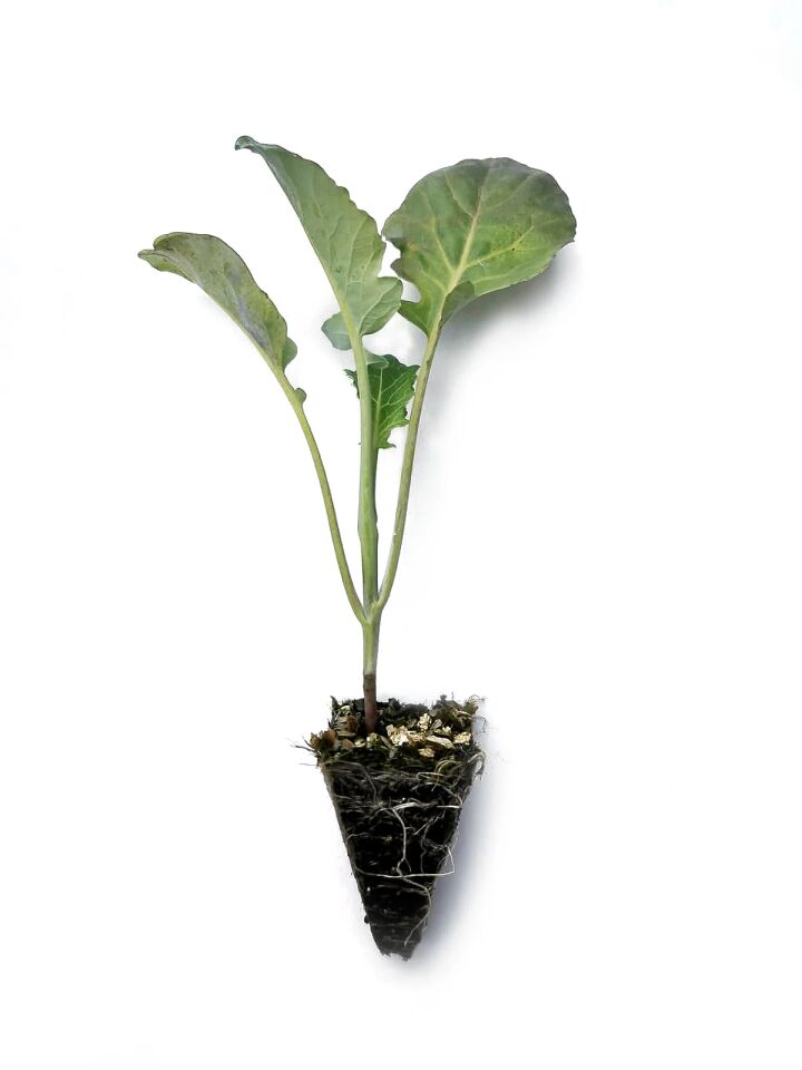 Brokoli fidesi