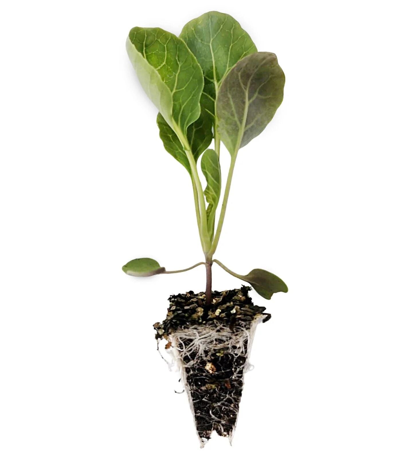 Brüksel lahanası fidesi