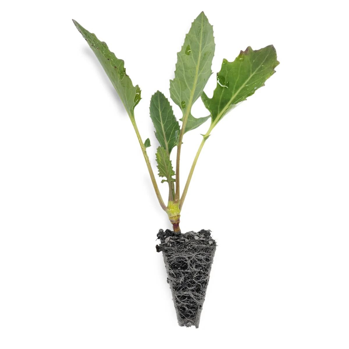 Beyaz alabaş fidesi