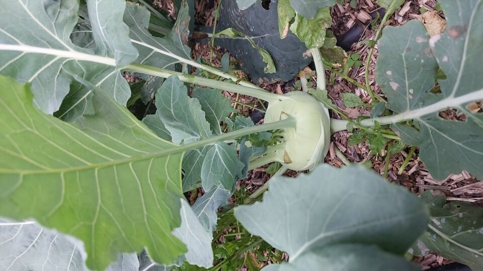 Beyaz alabaş fidesi