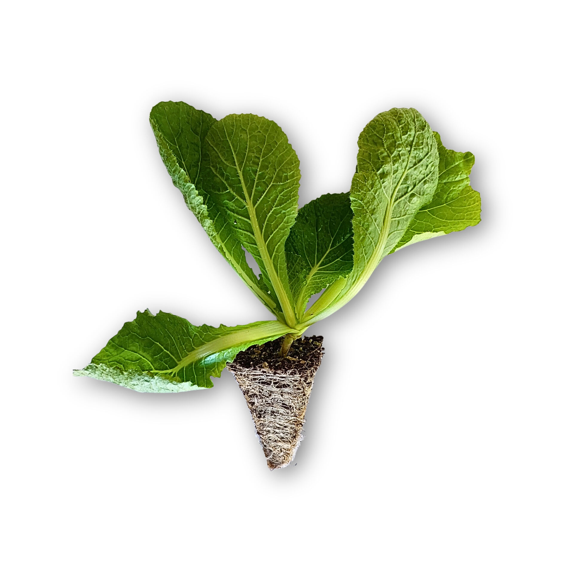 Çin Lahanası Fidesi