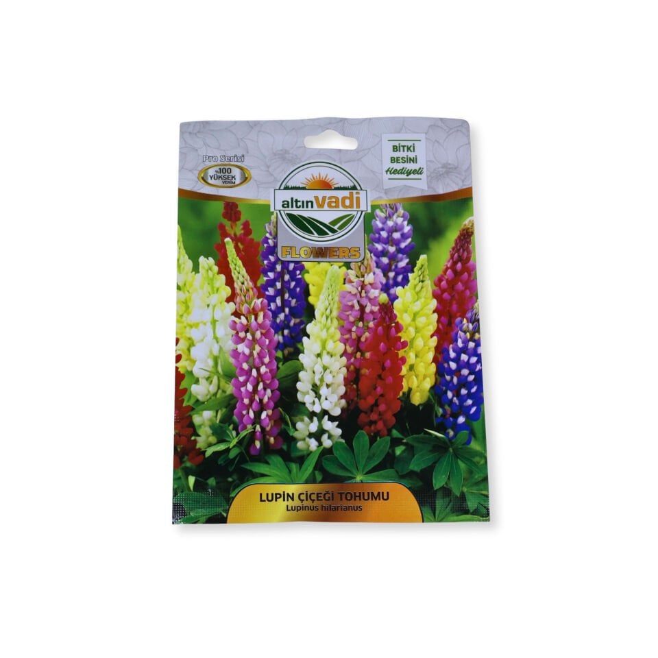 Lupin çiçeği tohumu (Lupinus hilarianus)