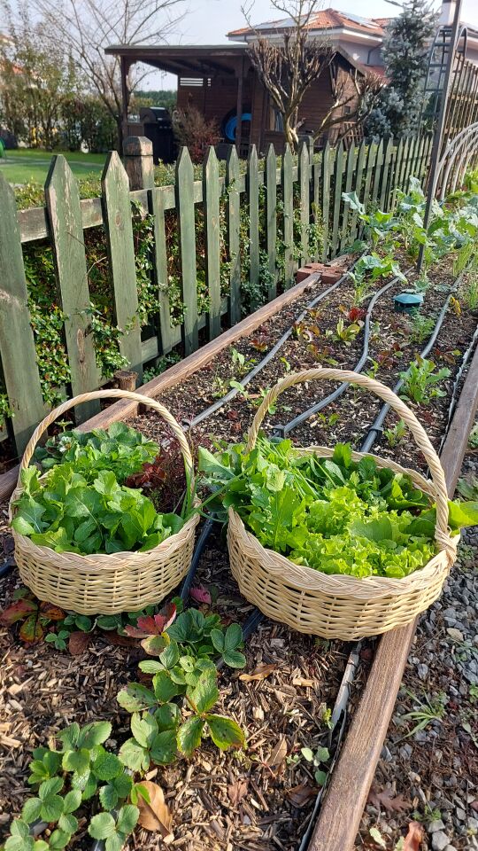 Yuvarlak saplı büyük hasır sepet