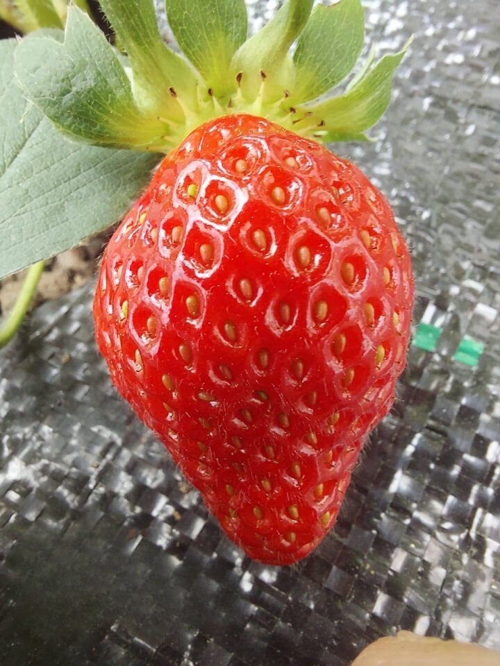 Sera taban örtüsü 2mx10m