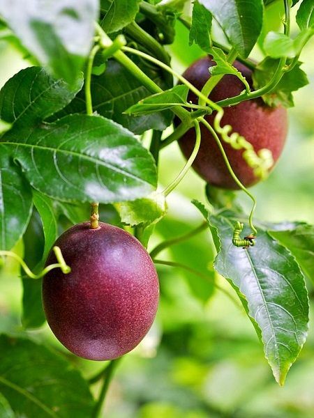 Maruçya Fidanı Mor Meyveli Çarkıfelek Passiflora edulis Red Rover 80 100 cm Saksıda