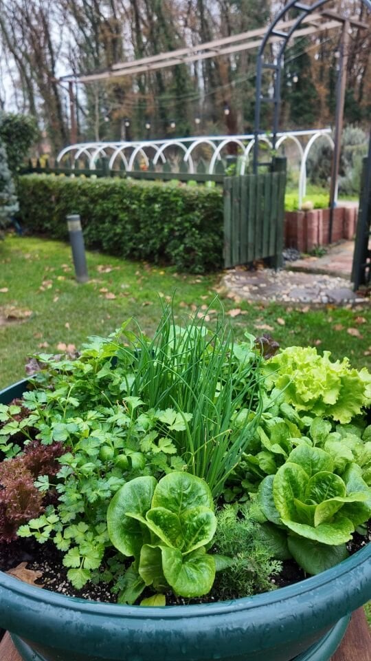 Salata Bahçesi - Aranjman Takım 5 No Yeşil