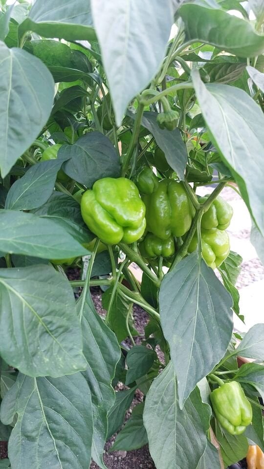 İnce kabuklu kandil dolma biberi fidesi