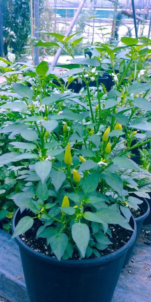 Sarı mini acı turşuluk biber fidesi