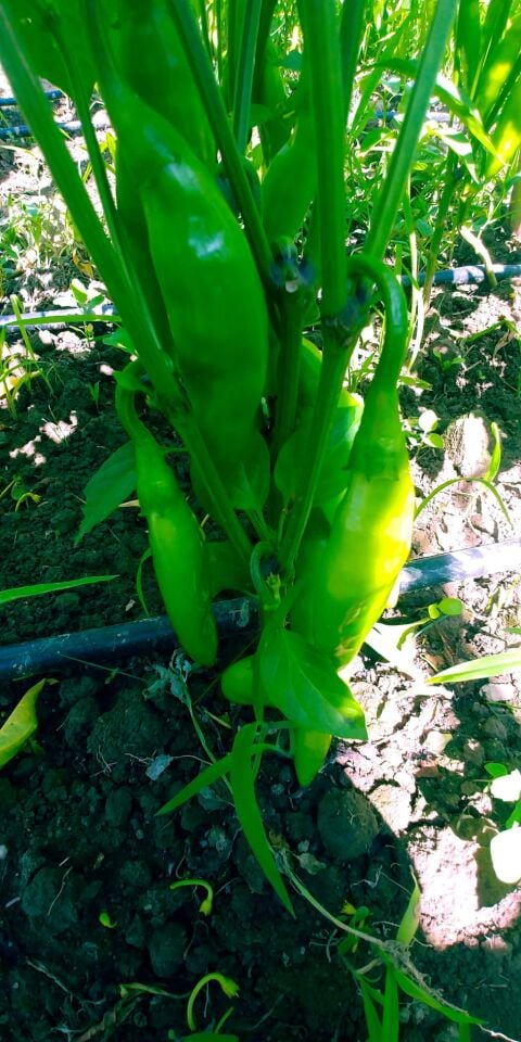 Balık acı biber fidesi