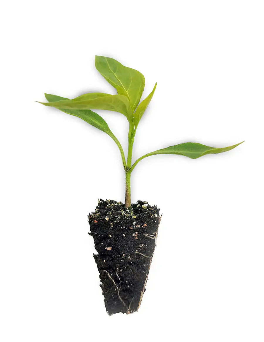 Acı kıl biber fidesi