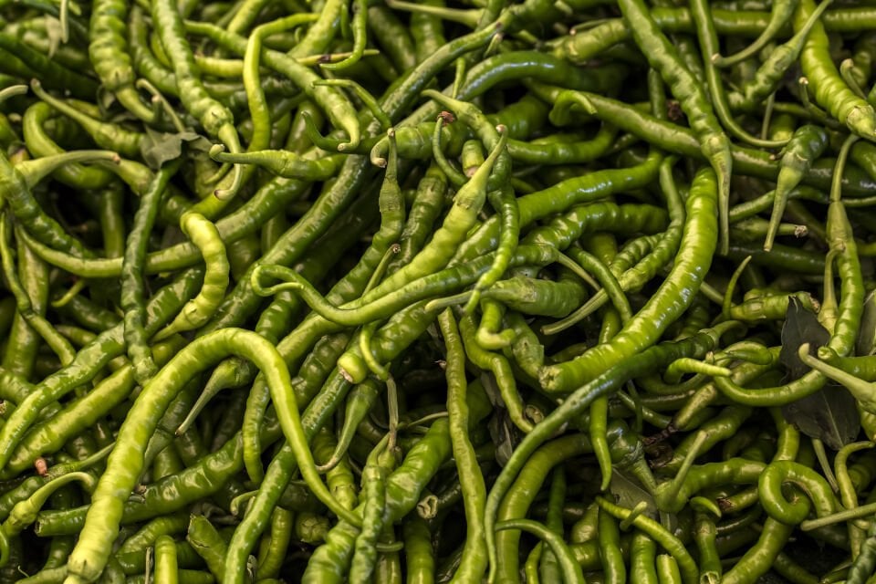 Acı kıl biber fidesi