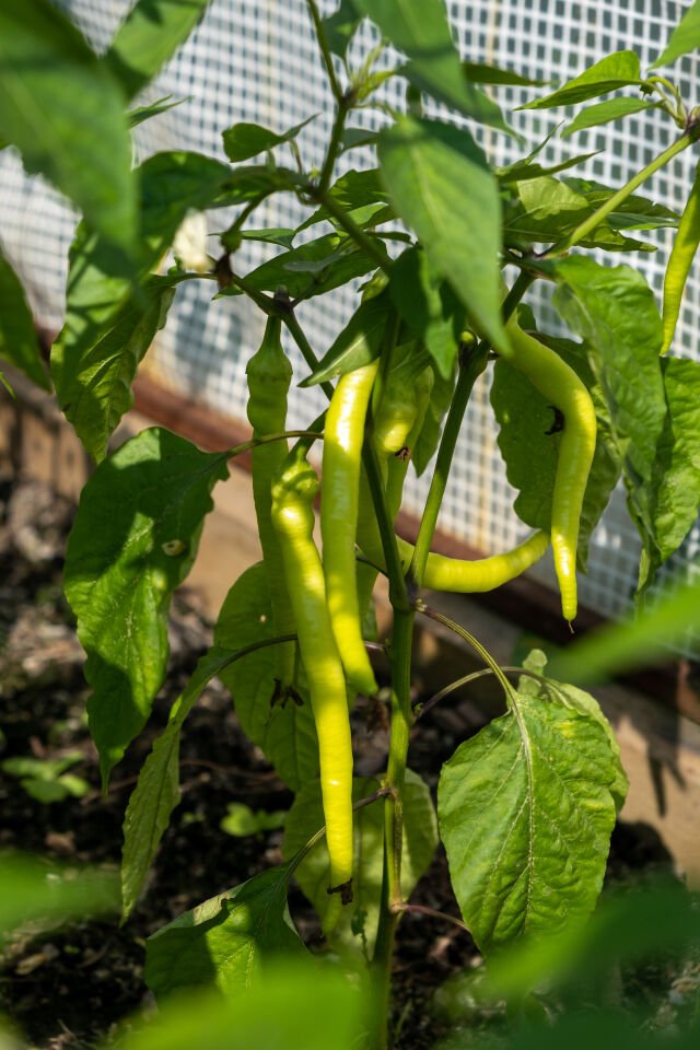 Sarı geleneksel çorbacı kıl biber fidesi