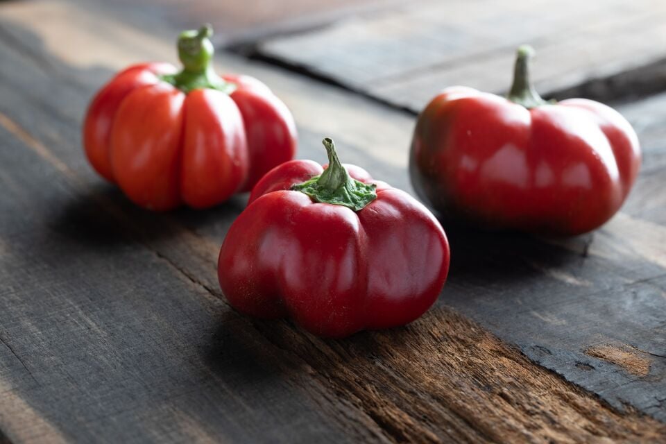 Kamber domates şeklinde biber fidesi