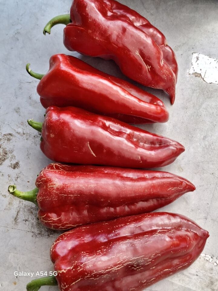 Kapya kırmızı etli biber fidesi