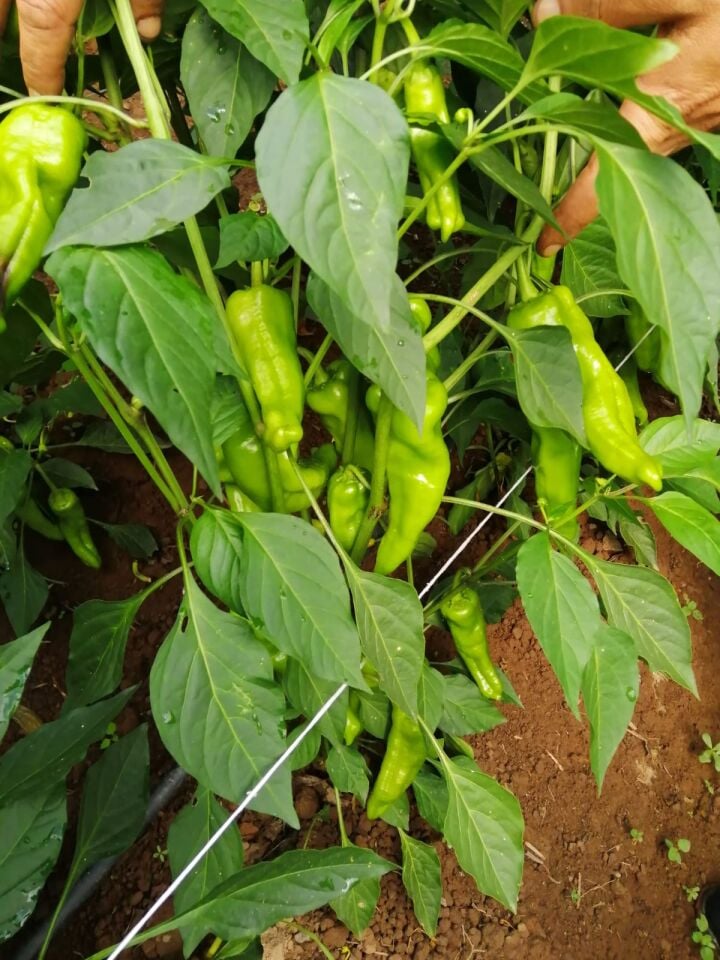 Üç burun köy biber fidesi