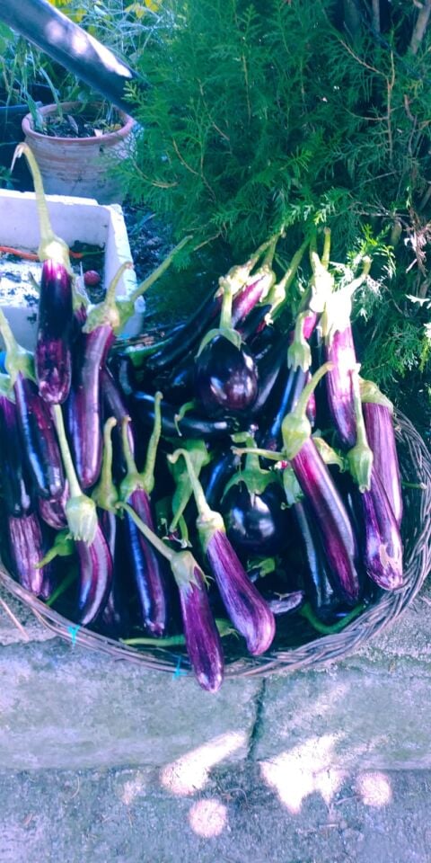 Yamula mor patlıcan fidesi