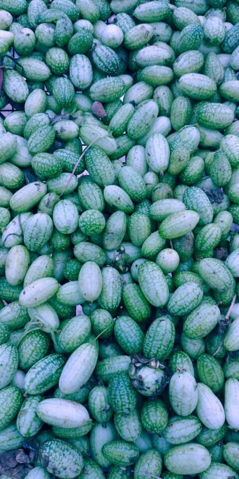 Meksika mini karpuz salatalık fidesi