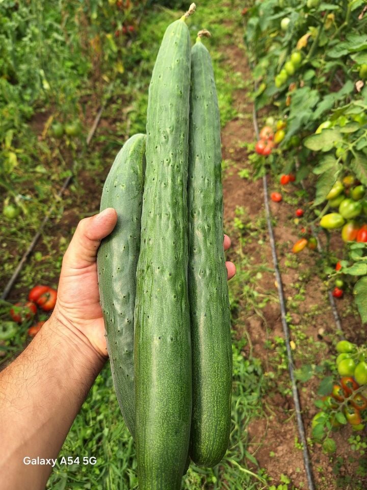 Dikenli Karadeniz badem salatalık fidesi