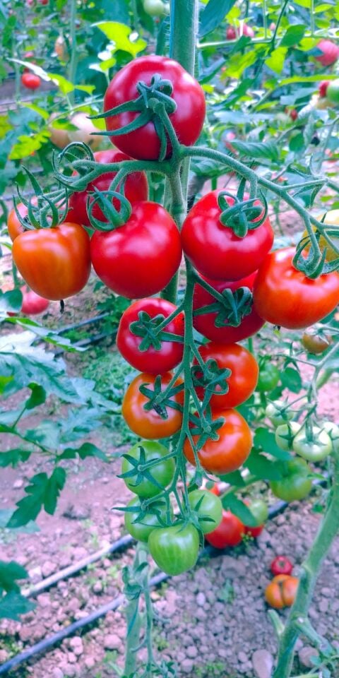 Çeri domates fidesi