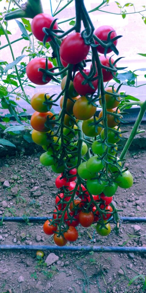 Çeri domates fidesi