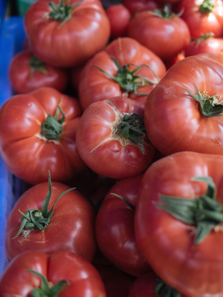 Çanakkale pembe oturak domates fidesi