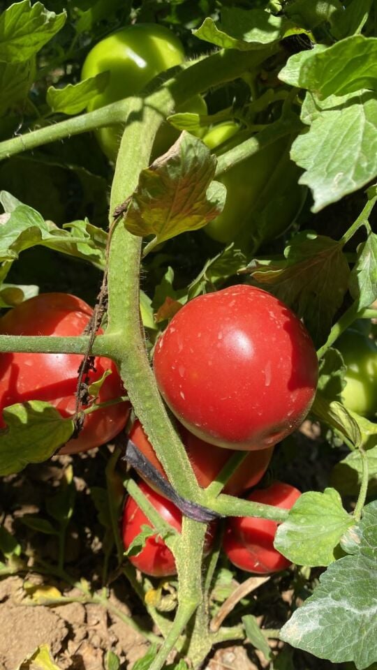 Çanakkale kırmızı oturak domates fidesi