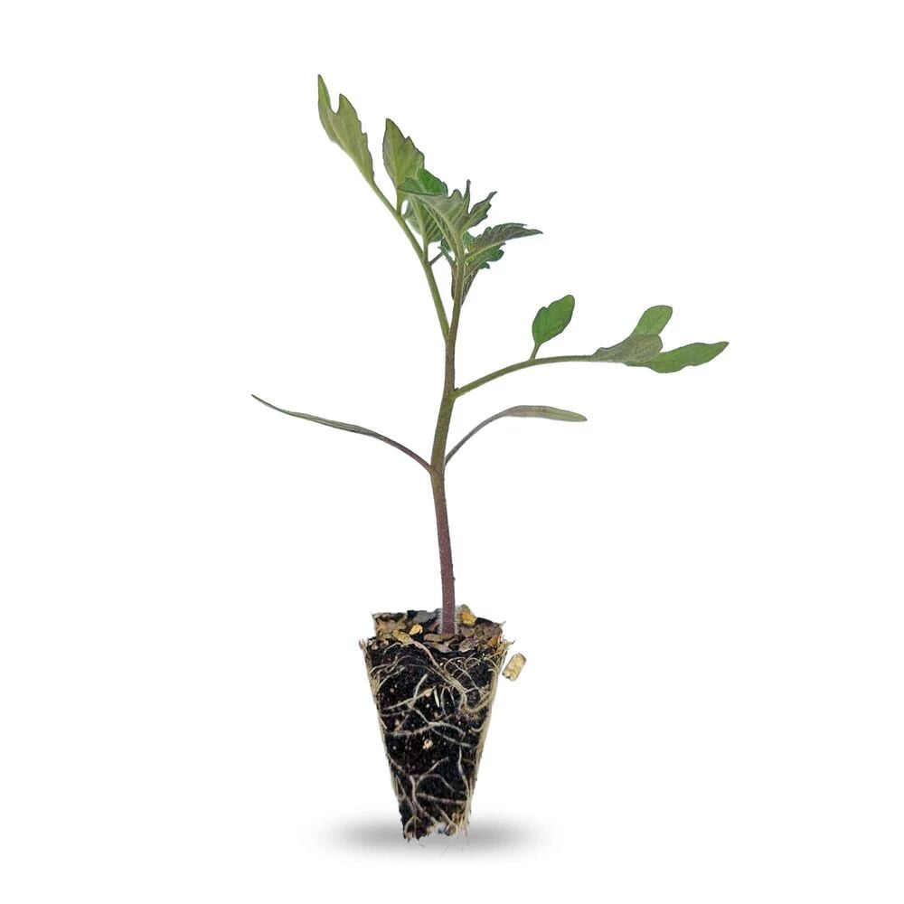 Çanakkale kırmızı oturak domates fidesi