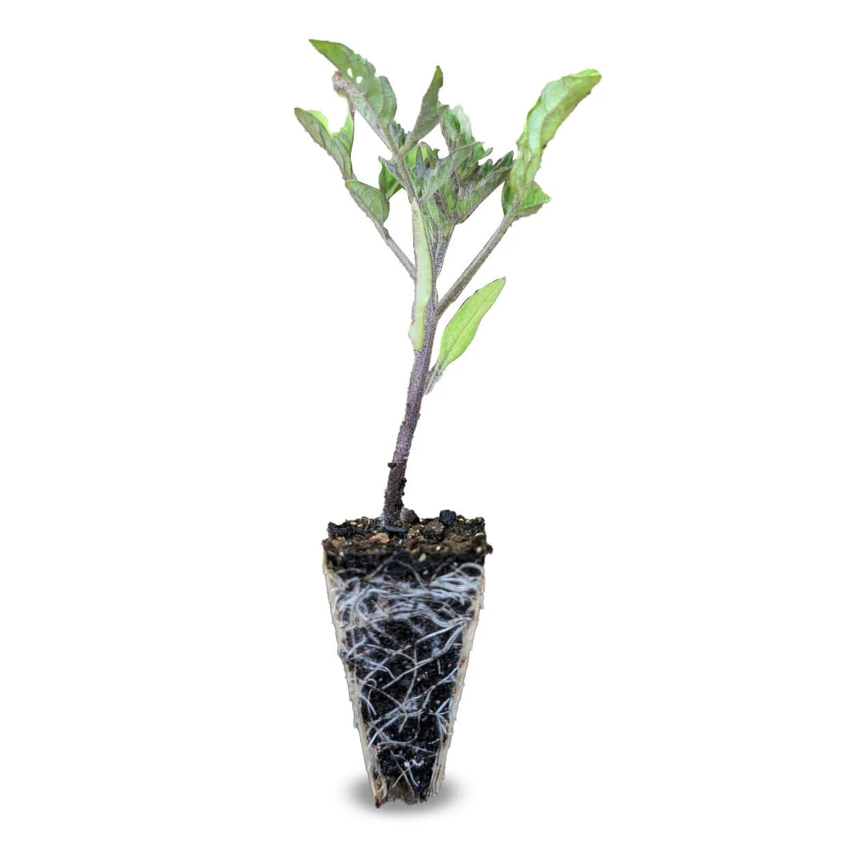 Şeker pembe domates fidesi