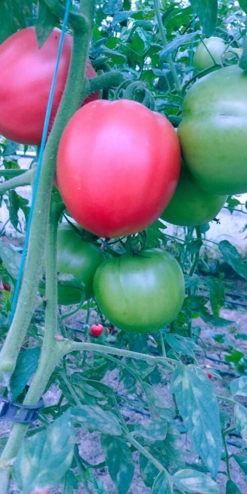 Şeker pembe domates fidesi