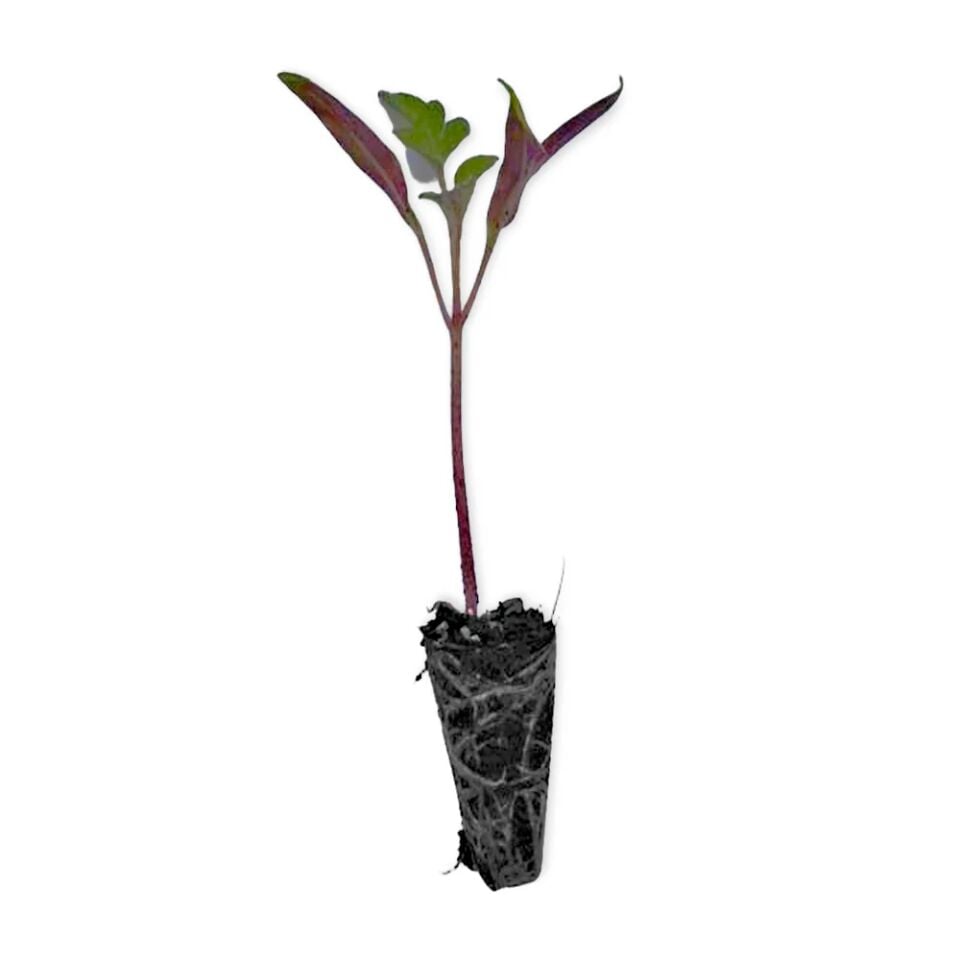 Göçmen pembe domates fidesi